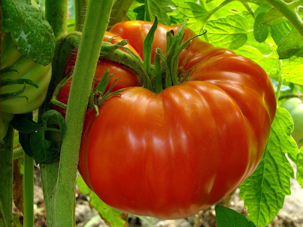 Monster Tomato Plant - The Whopper! - Huge Fruit - 4