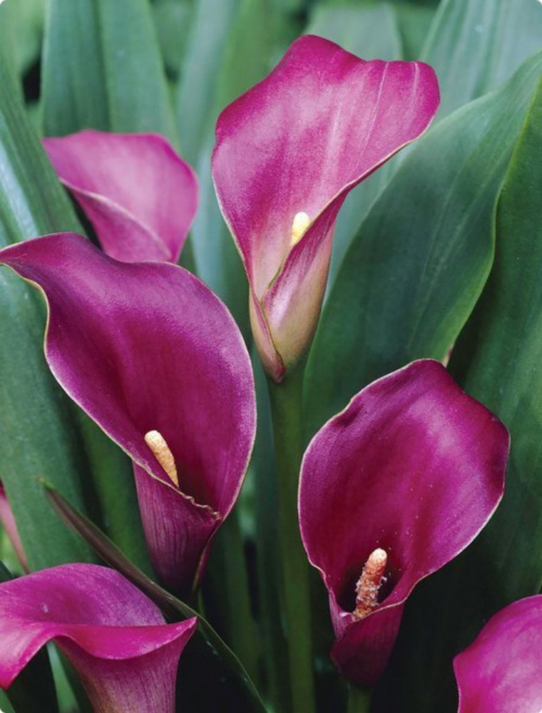 Outback Calla Lily Bulb - 1 Bulb 14/16cm - Warm Red-Violet