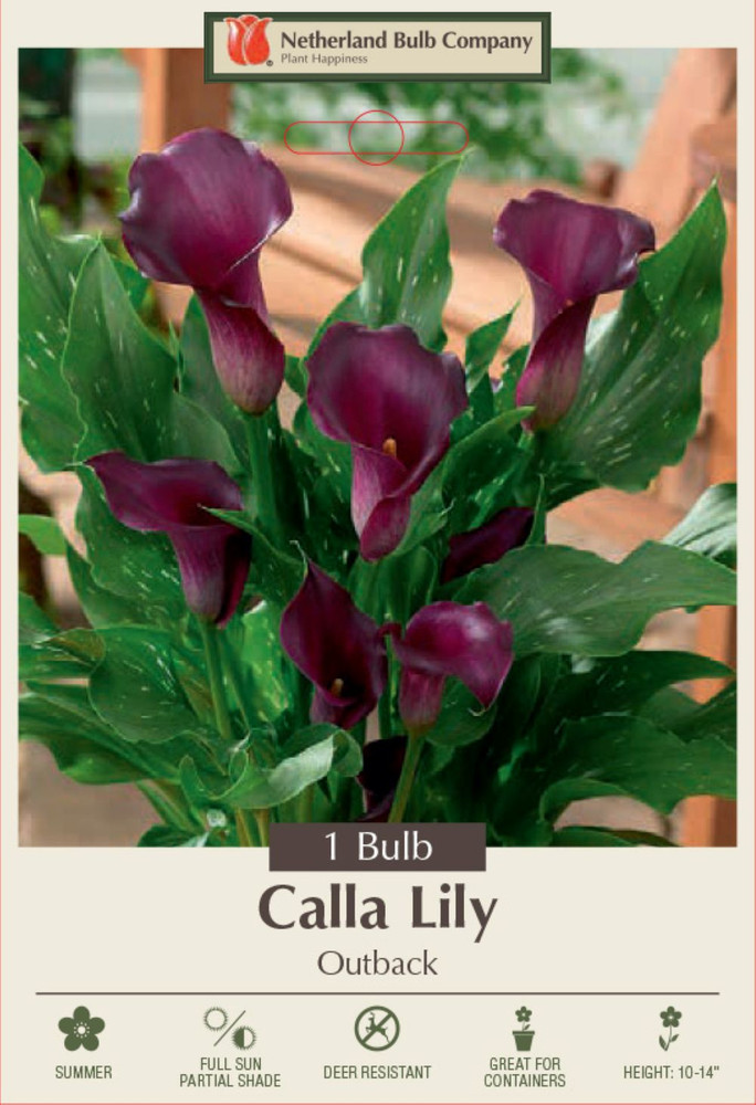 Outback Calla Lily Bulb - 1 Bulb 14/16cm - Warm Red-Violet