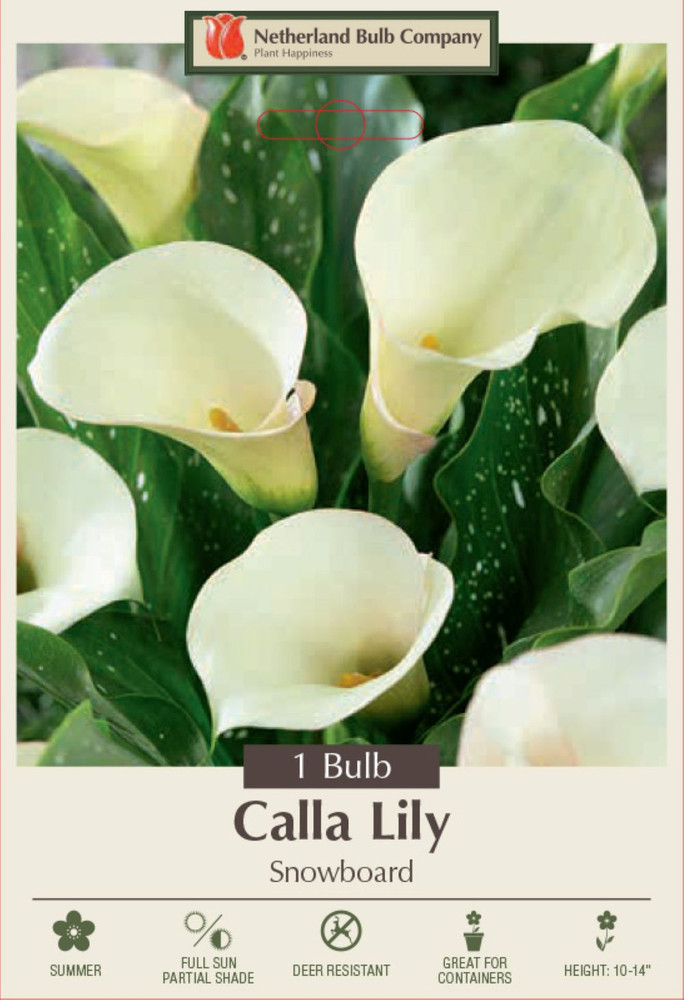 Snowboard Calla Lily Bulb - 14/16cm Bulb - 1 Bulb