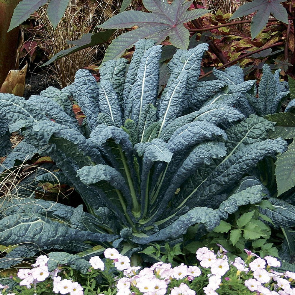 Dinosaur Lacinato/Tuscan Blue Kale Plant - 4" Pot