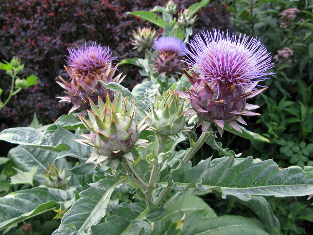 Cardoon Plant - 4" Pot - Cynara cardunculus