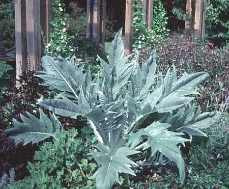 Cardoon Plant - 4" Pot - Cynara cardunculus