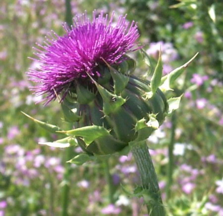 Cardoon Plant - 4" Pot - Cynara cardunculus