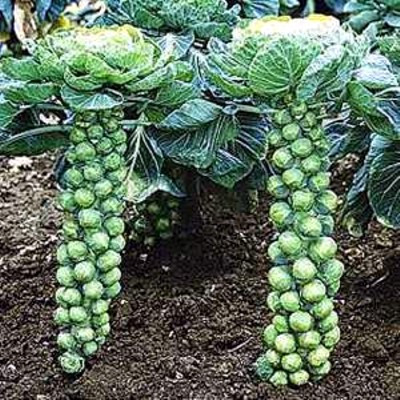 Jade Cross Brussels Sprouts Plant - 4" Pot