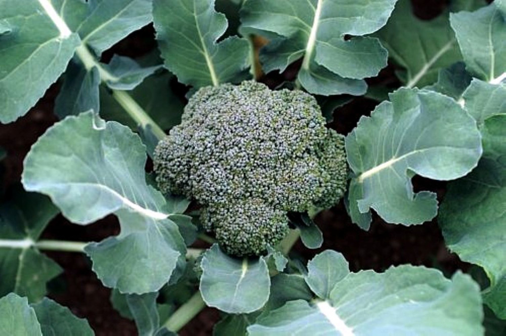 Premium Crop Broccoli Plant - 4" Pot - Heavy Yields, Great Taste