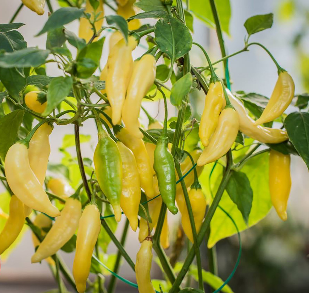 Lemon Drop Hot Pepper Plant - 4" Pot - Citrusy Heat