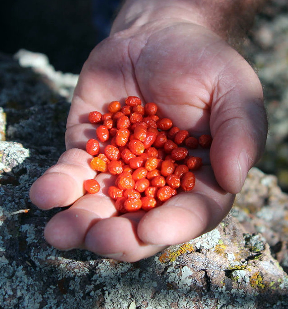 Chiltepin Tepin Pepper Plant - 4" Pot - HOTTEST Small Pepper - Bird Pepper
