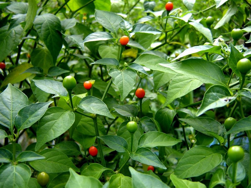 Chiltepin Tepin Pepper Plant - 4" Pot - HOTTEST Small Pepper - Bird Pepper