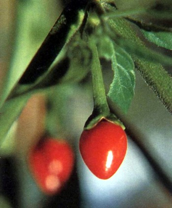 Chiltepin Tepin Pepper Plant - 4" Pot - HOTTEST Small Pepper - Bird Pepper