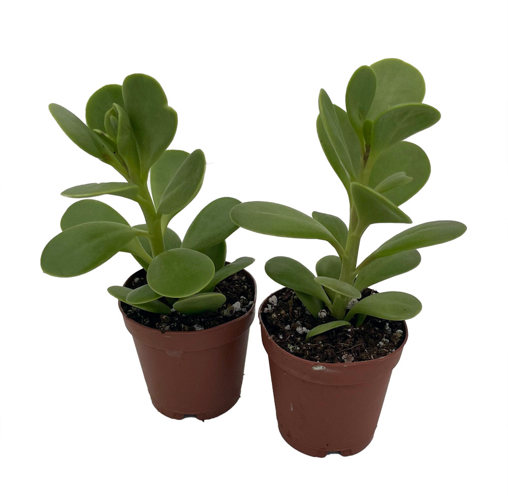 Trailing Jade Plant - Senecio jacobsenii - 2 Pack in 2" Pots - Easy House Plant