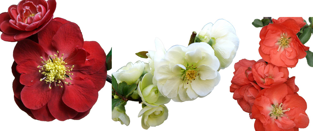 Double Take™ Flowering Quince Collection- 3 Plants 4" Pots -Scarlet/White/Orange