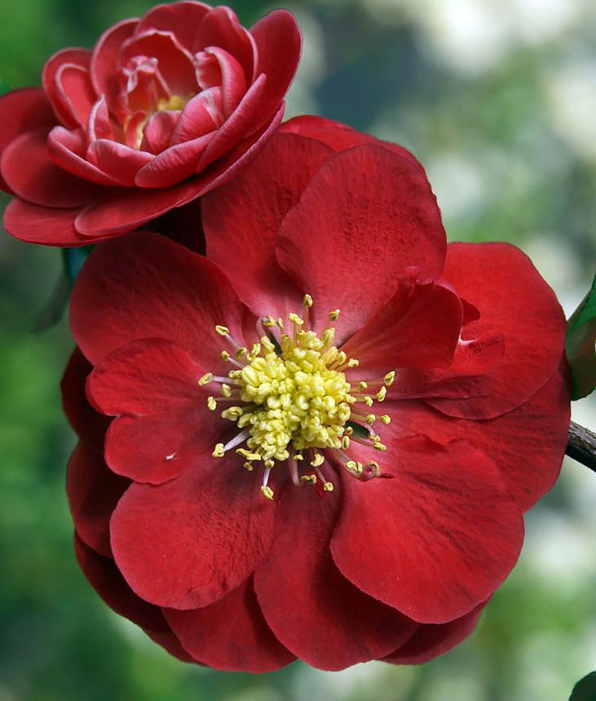 Double Take™ Flowering Quince Collection- 3 Plants 4" Pots -Scarlet/White/Orange