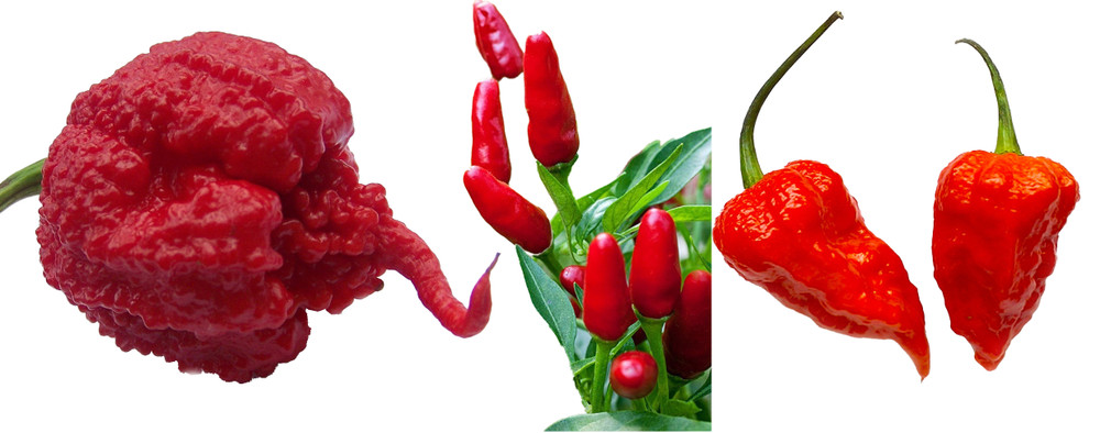 Hot Pepper Plant Collection - 2.5" Pots- Carolina Reaper, Thai Hot, Bhut Jolokia