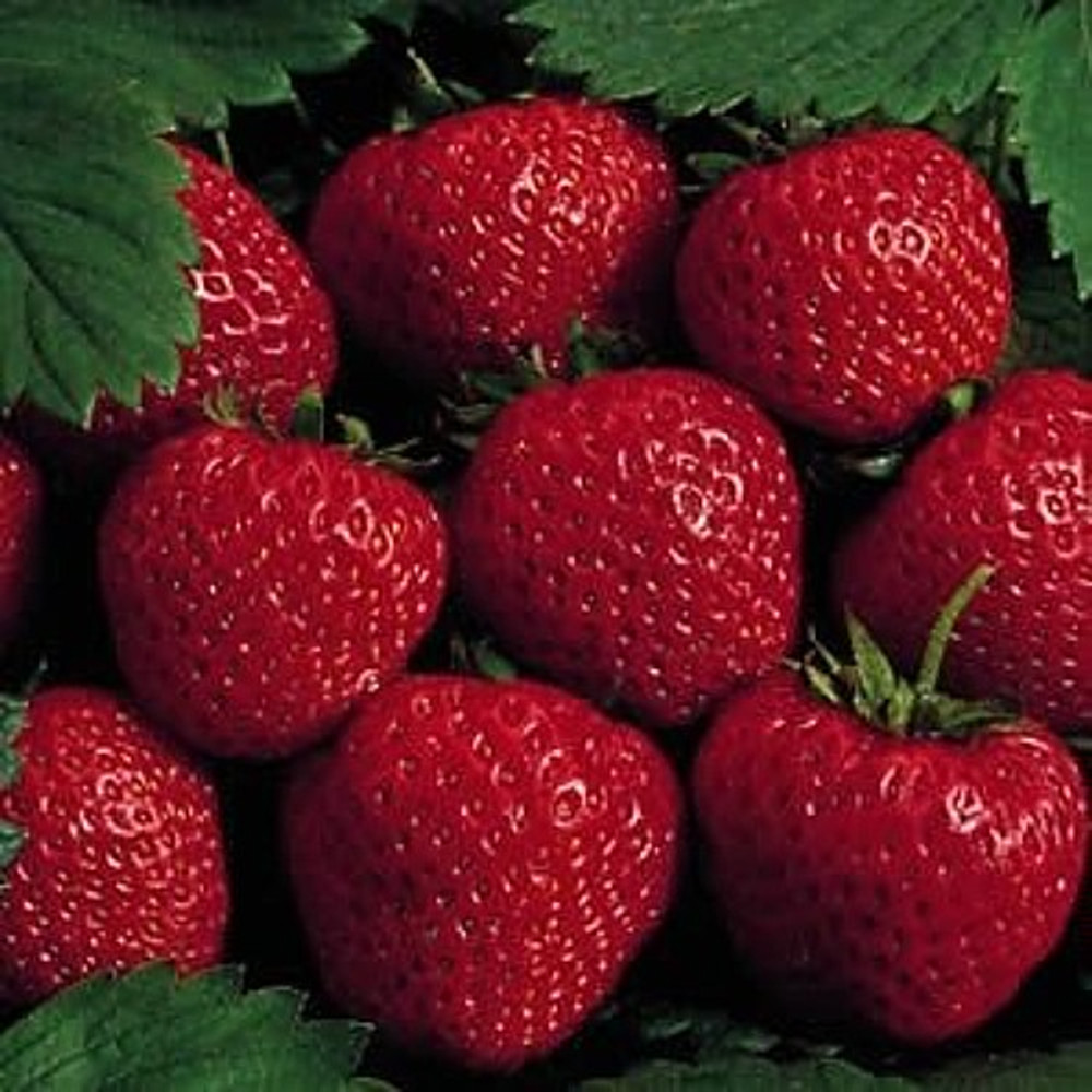 25 Earliglow Strawberry Plants - Bare Root - The Earliest Berry!