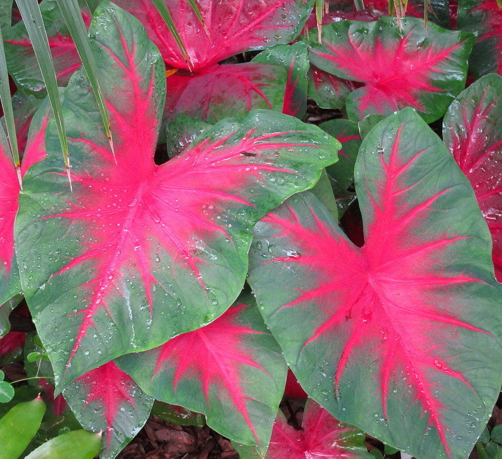 Florida Cardinal Caladium 3 Bulbs - Burgundy/Dark Green