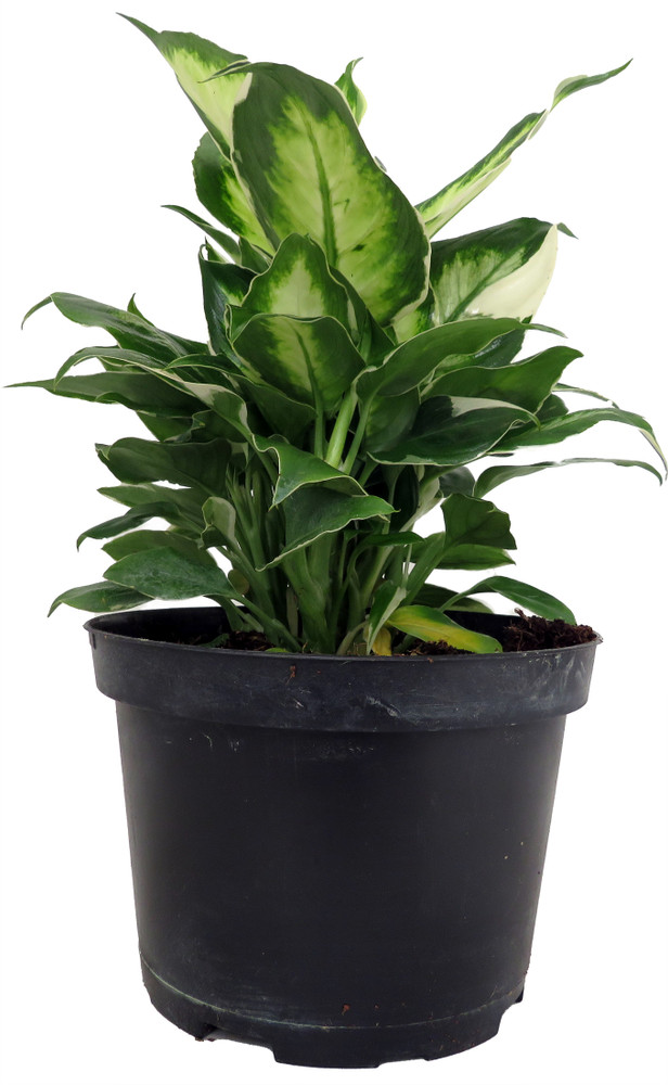 Maculata Dieffenbachia Plant - Exotic & Easy to Grow - 6" Pot