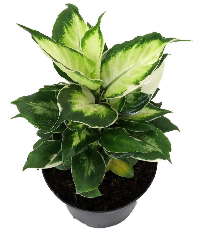 Maculata Dieffenbachia Plant - Exotic - 6" Pot