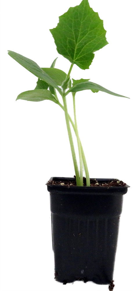 Straight Eight Cucumber - Grown By Hirt's - 4" Pot