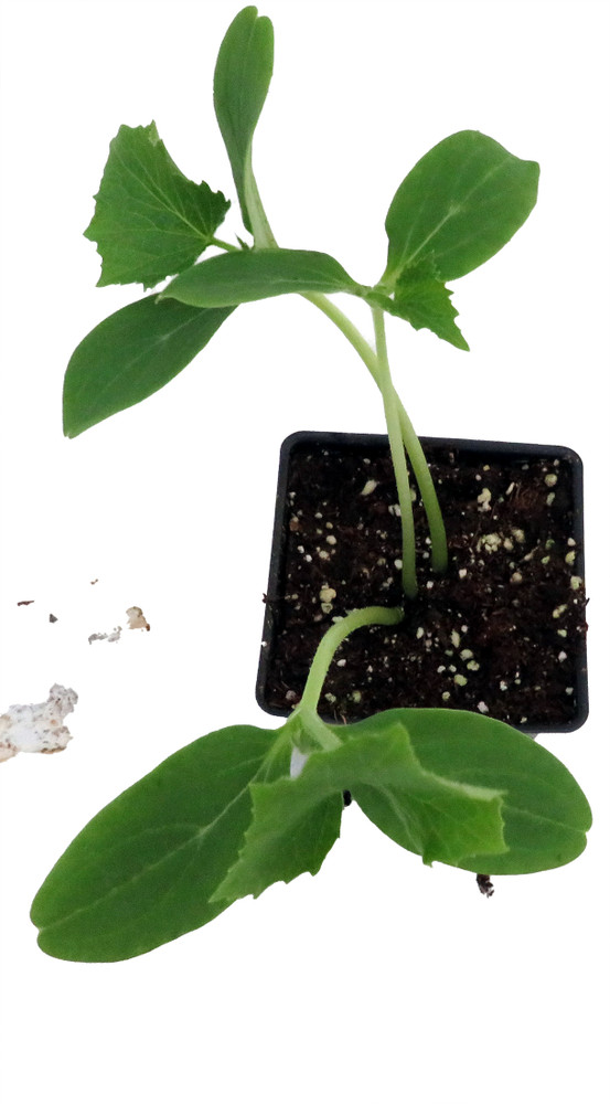 Straight Eight Cucumber - Grown By Hirt's - 4" Pot