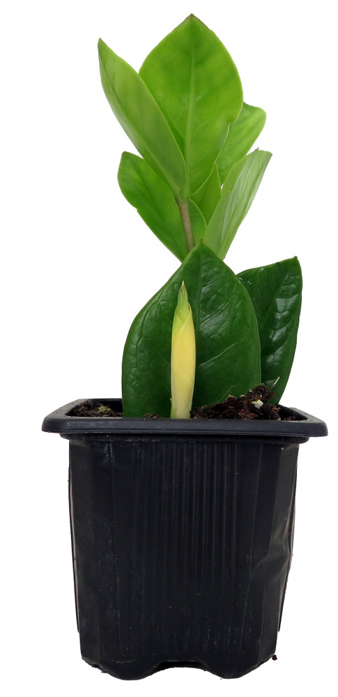 Rare ZZ Plant - Zamioculcas zamiifolia - Easy to Grow House Plant - 3" Pot