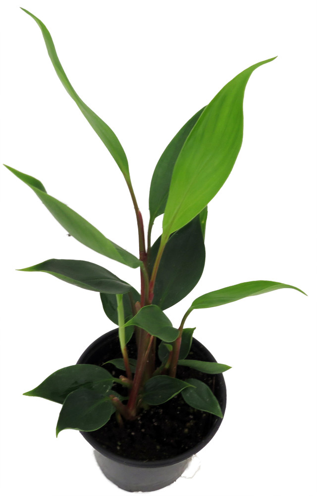 Dwarf Golden Brush Ginger - Burbidgea scheizocheila - 4" Pot -Collector's Series