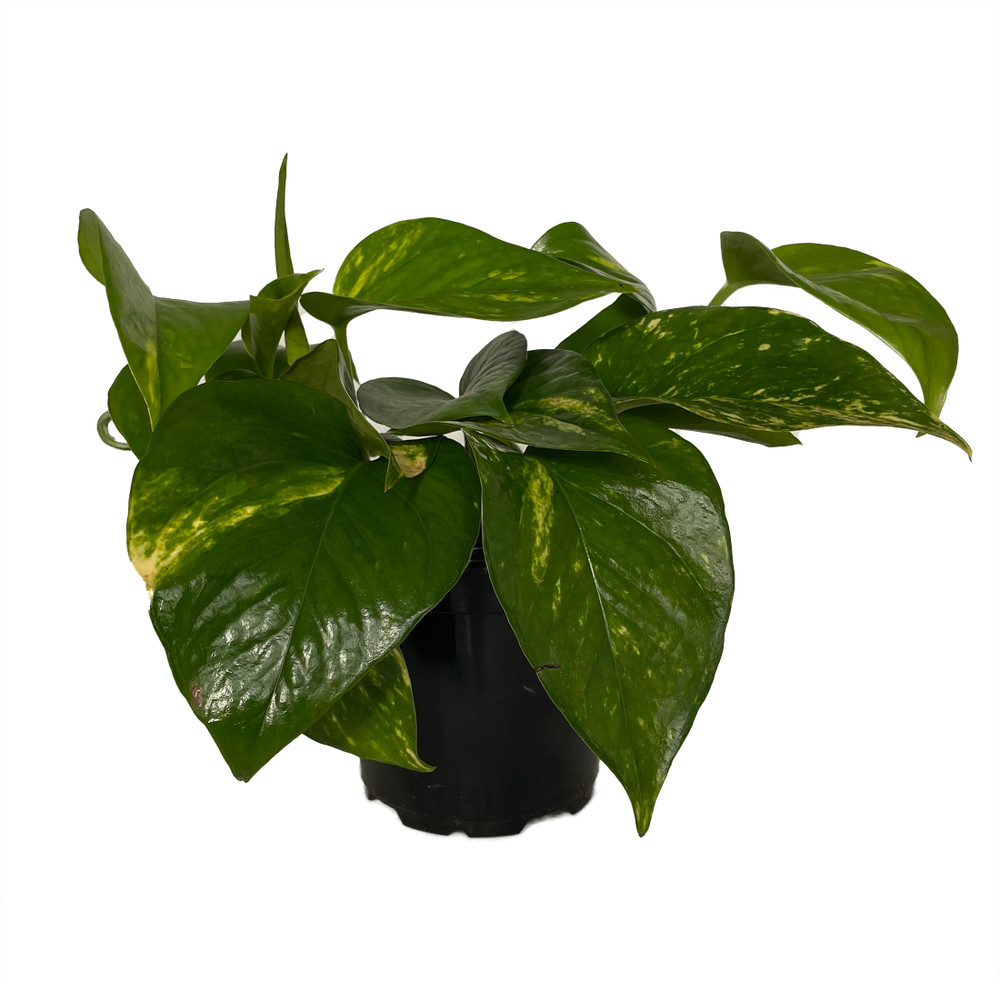 Hawaiian Devil's Ivy - Pothos - 4" Pot - Easy to Grow House Plant