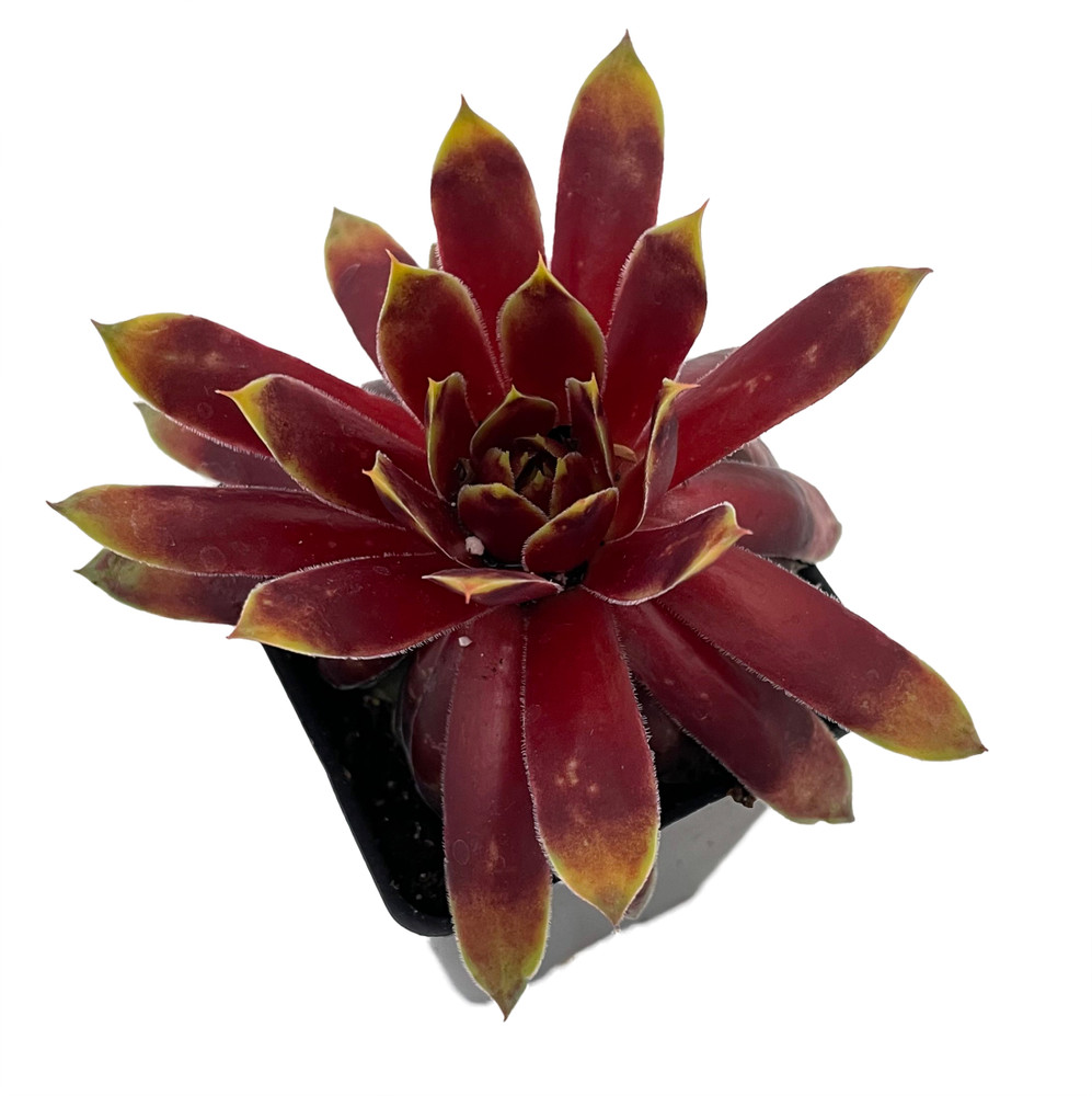 Chick Charms® Gold Rush - Sempervivum - 2.5" Pot