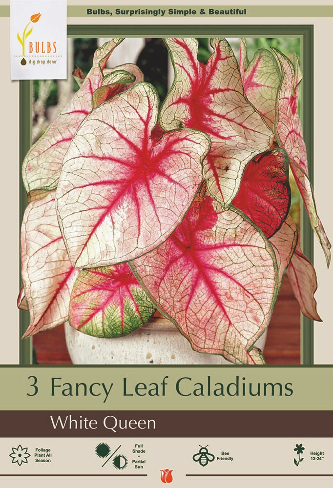 White Queen Caladium 3 Bulbs - Frosty White/Green/Red - #1 Size Bulbs