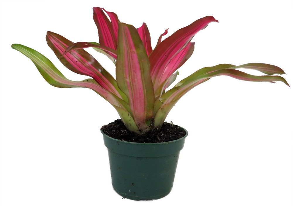 Neoregelia Tricolor Perfecta – Bromeliad Vase Plant - 4" Pot