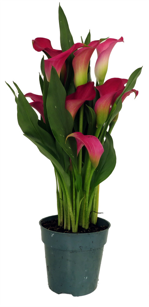 Garnet Glow Calla Lily Plant - 4.5" Pot