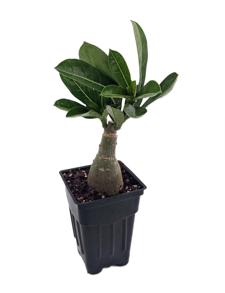 White Arabic Desert Rose-Adenium- 2.5" Pot