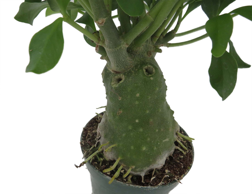 Papua Ant Farm Plant - Hydnophytum papuanum - 4" Pot