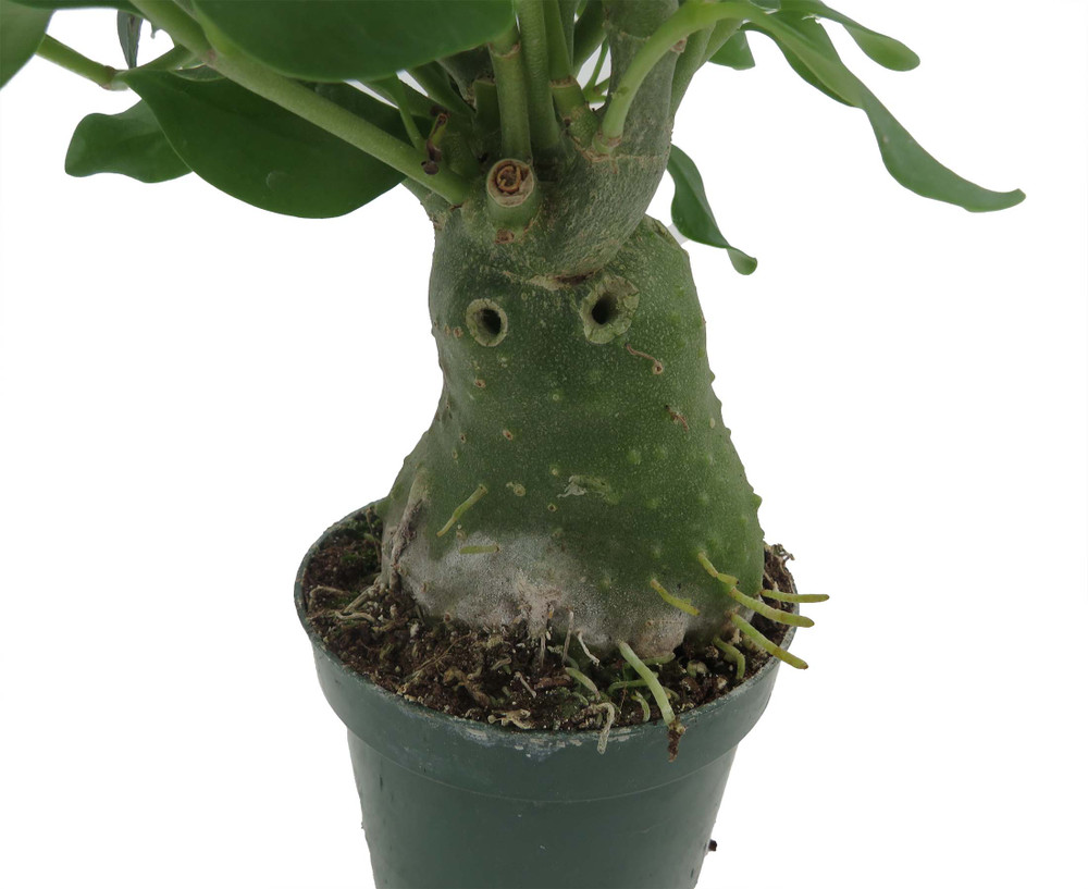 Papua Ant Farm Plant - Hydnophytum papuanum - 4" Pot