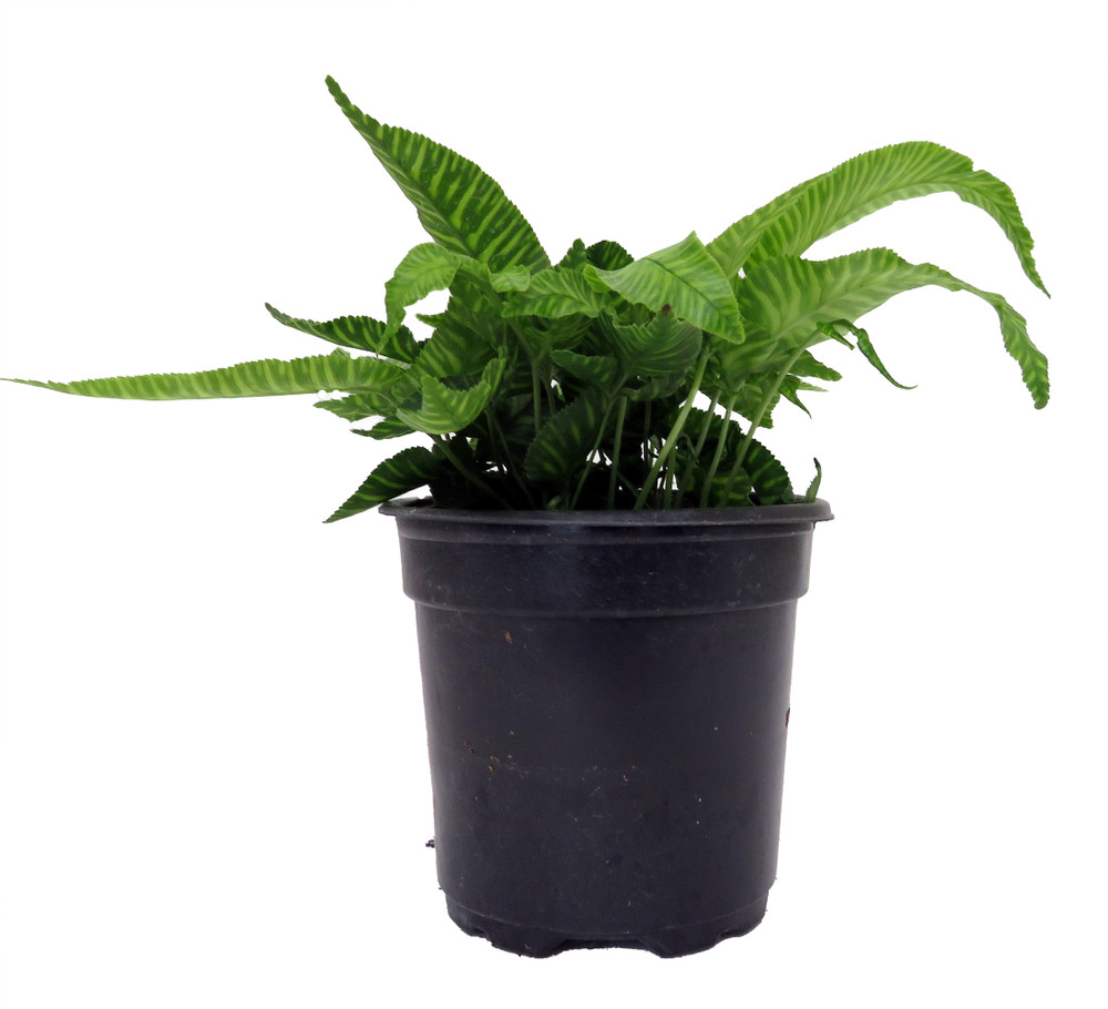Golden Zebra Coniogramme emeiensis - Striped Mt. Emei Bamboo Fern - 4" Pot