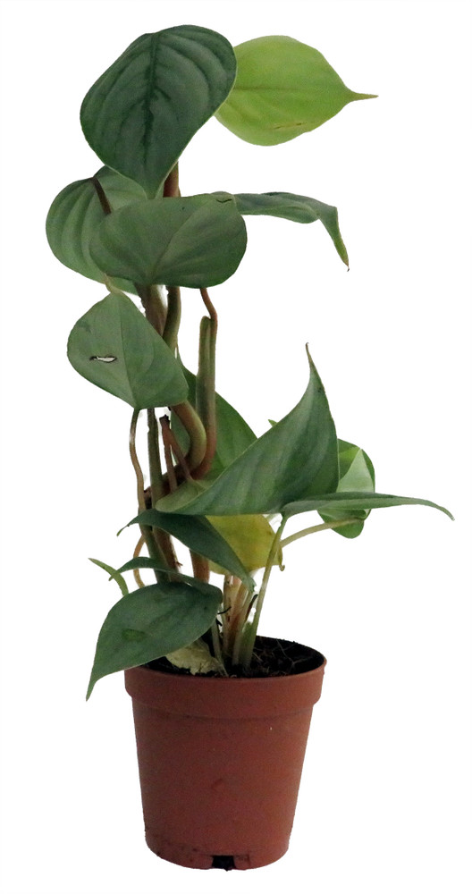 Sodiroi Philodendron - Easy to Grow House Plant - 2" Pot