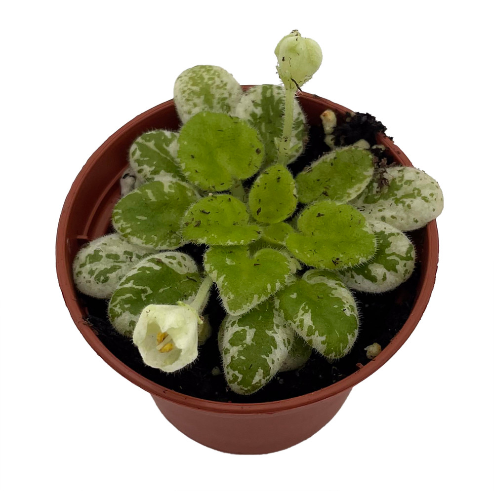 Snowdrop Micro Miniature African Violet - 2" Pot -Variegated- Collector's Series