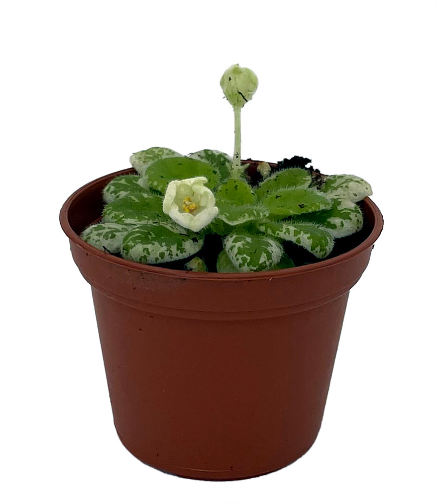 Snowdrop Micro Miniature African Violet - 2.5" Pot -Variegated- Collector's Series