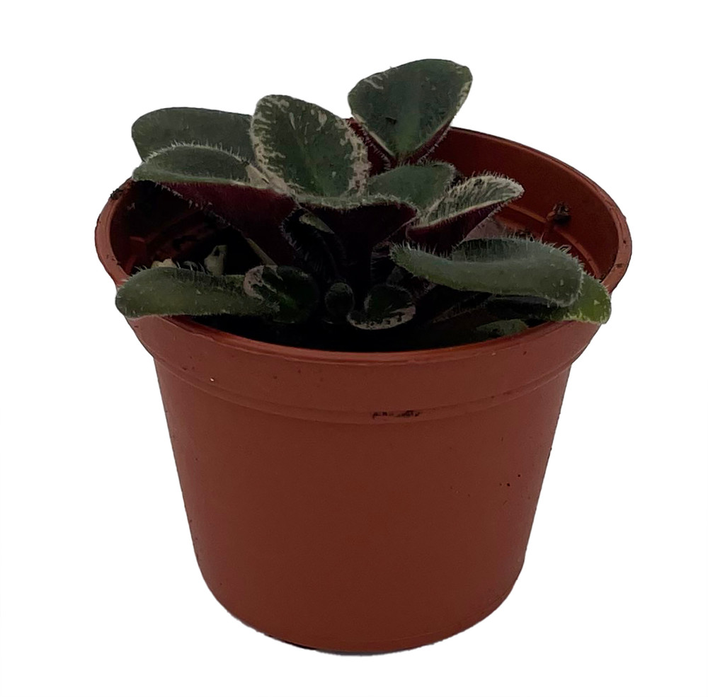 Denver Doll Micro Miniature African Violet - 2" Pot - Violet Collector's Series