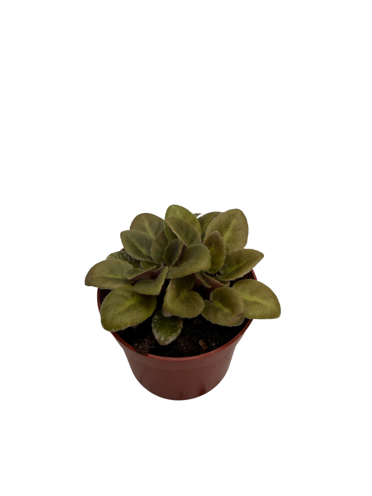 Denver Doll Micro Miniature African Violet - 2" Pot - Violet Collector's Series