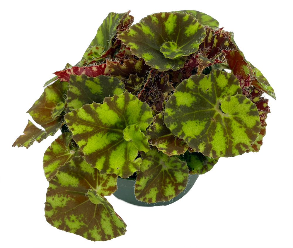 Neon Splash Begonia Plant - 3.75" Pot