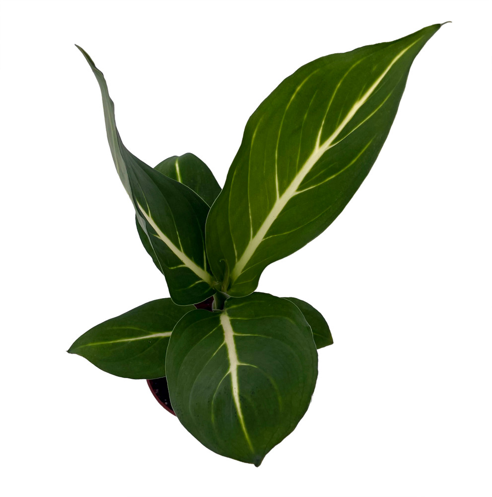 Sterling Dieffenbachia Plant -2.5" Pot