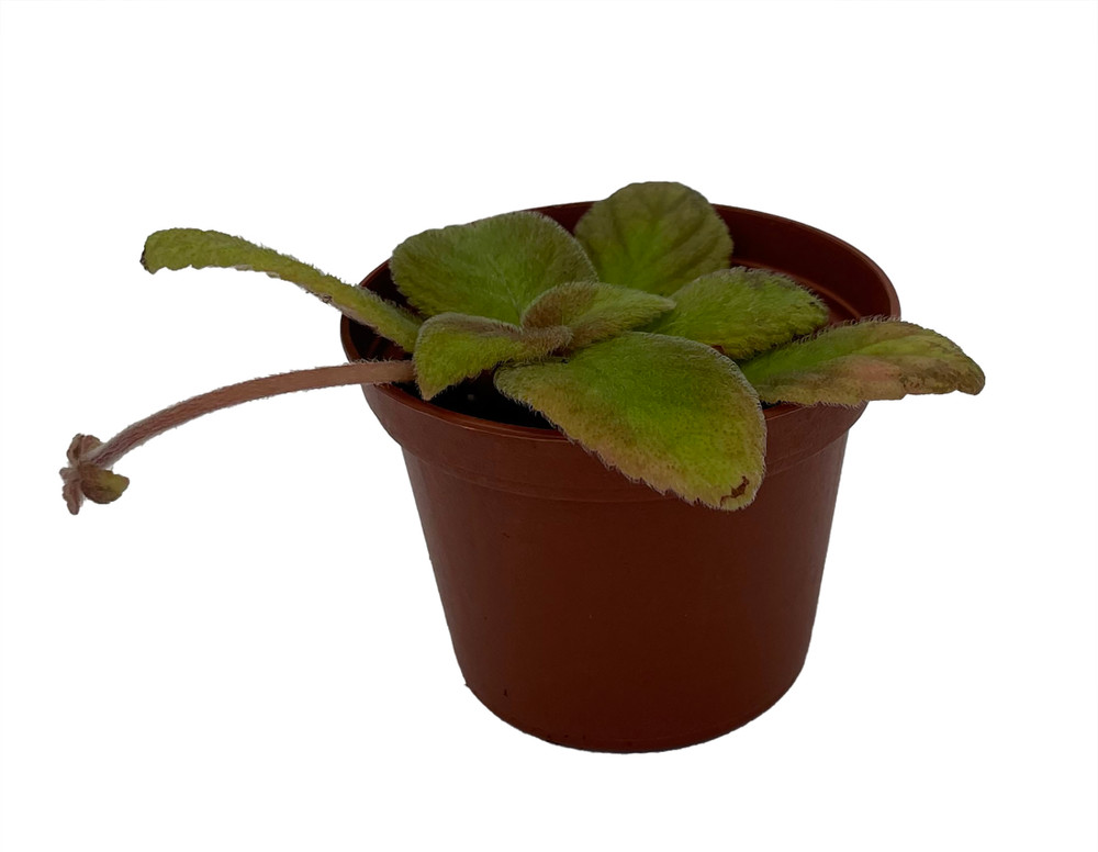 Belize Flame Violet - Episcia - 2.5" Pot - Great House Plant
