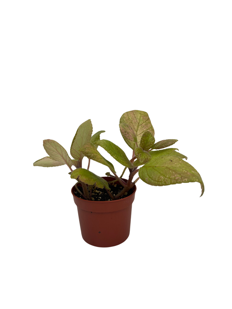Belize Flame Violet - Episcia - 2.5" Pot - Great House Plant