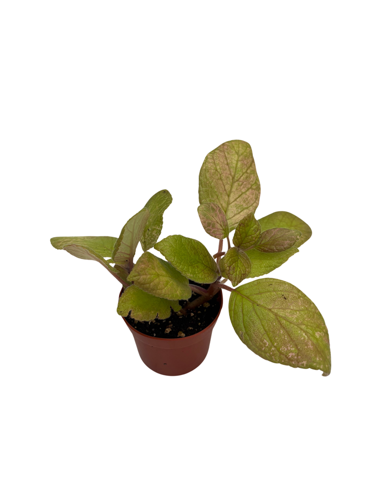 Belize Flame Violet - Episcia - 2.5" Pot - Great House Plant