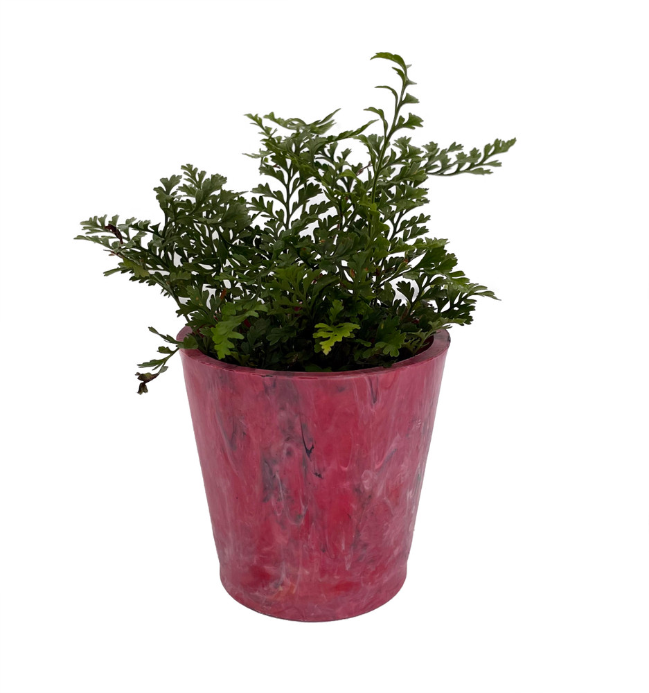 Rabbit's Foot Fern - Davallia in 2.5" Red Recycled Plastic Pot