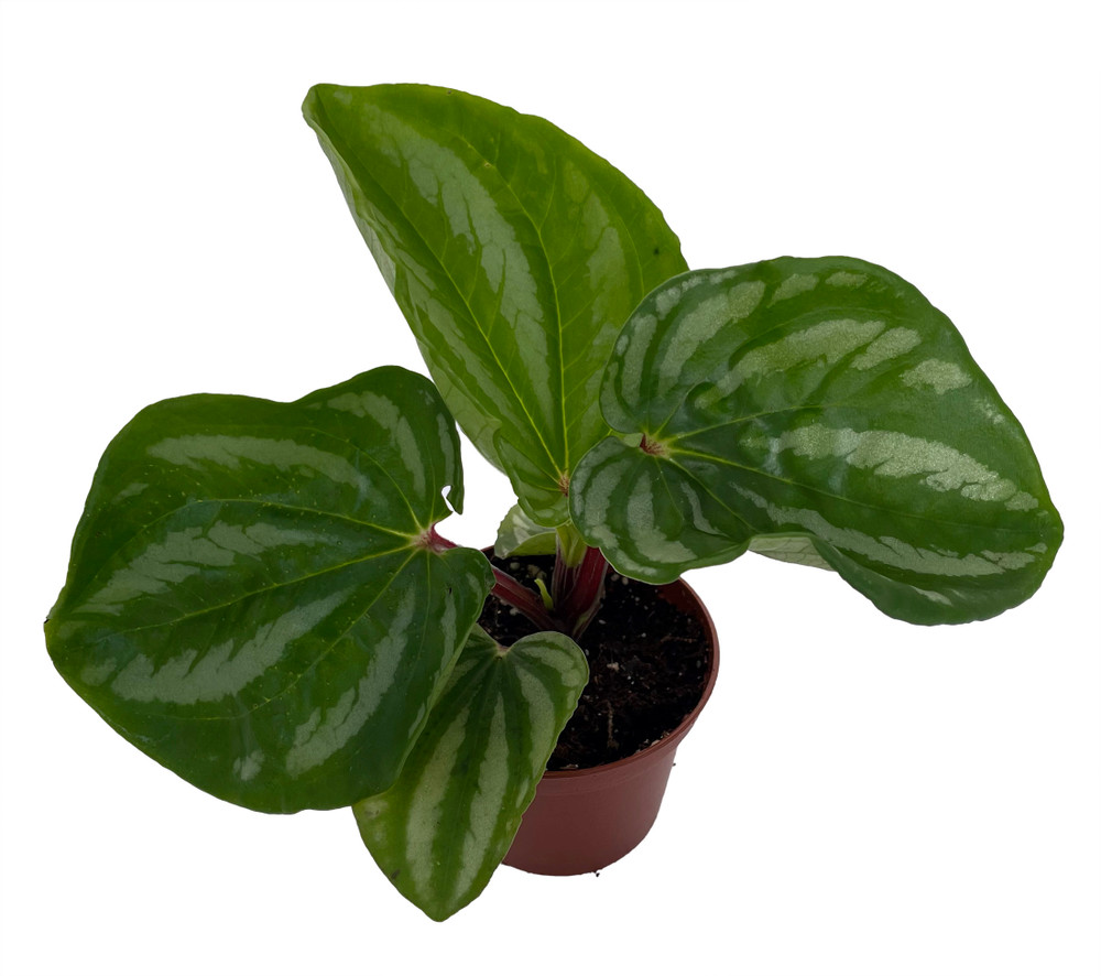 Ecuador Peperomia Plant - 2.5" Pot - Easy to Grow - Collector's Series