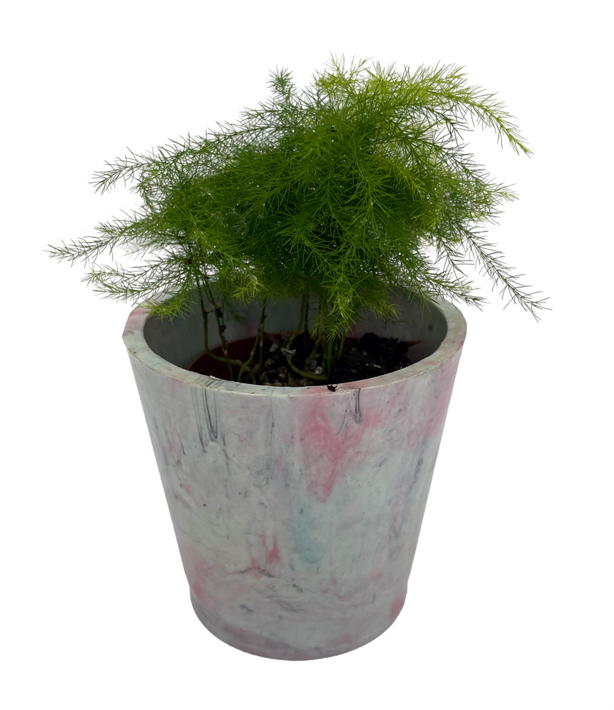 Plumosus Asparagus Fern in 2.5" Cotton Candy Colors Recycled Plastic Pot