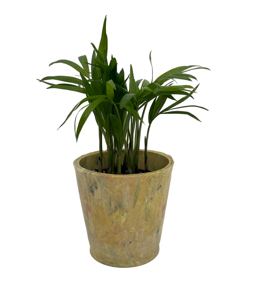 Parlor Palm Neanthe Bella in 2.5" Yellow Recycled Plastic Pot