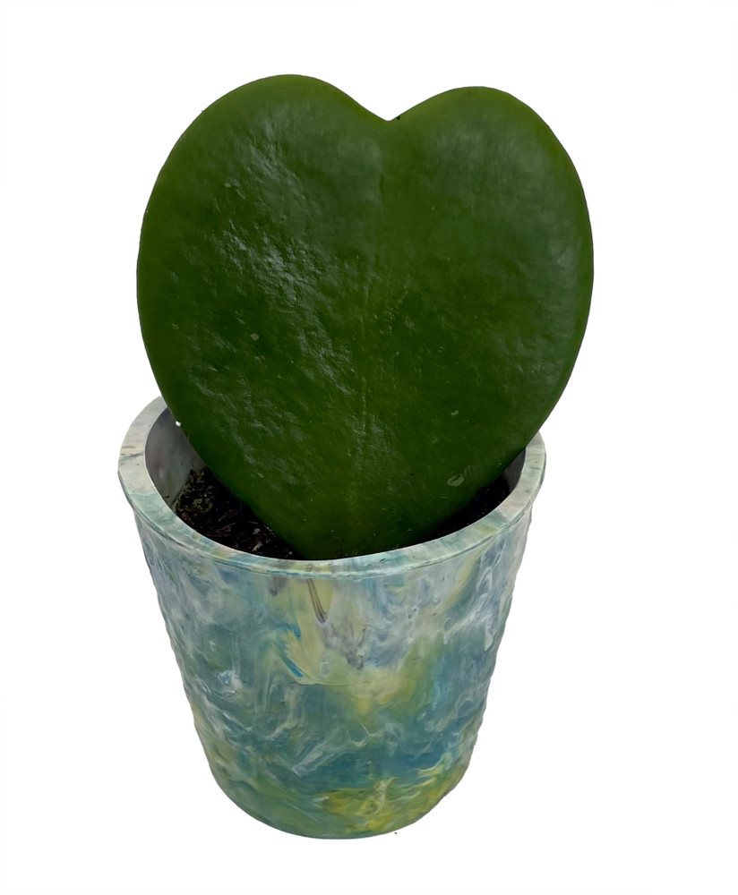 Tie Dye Surprise Amazing Sweetheart Waxplant Hoya in 2.5" Recycled Plastic Pot